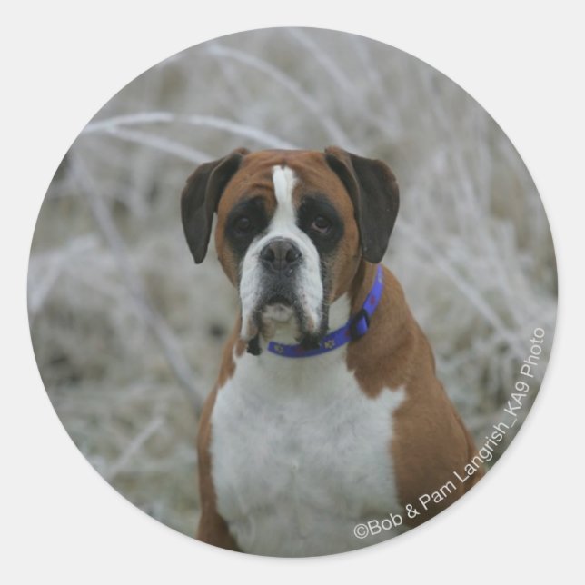 Boxer Dog Sitting in the Frost Classic Round Sticker (Front)