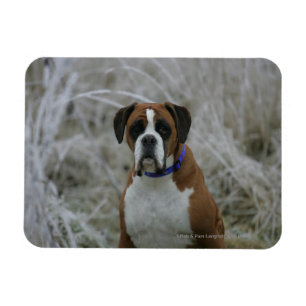 Boxer Dog Sitting in the Frost Magnet