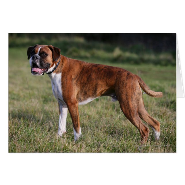 Boxer Dog Standing (Front Horizontal)