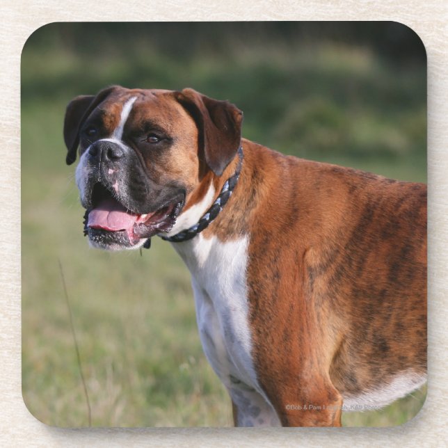 Boxer Dog Standing Coaster (Front)