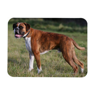 Boxer Dog Standing Magnet