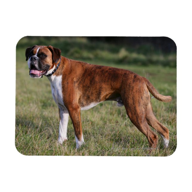 Boxer Dog Standing Magnet (Horizontal)