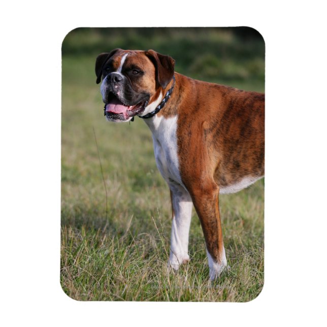 Boxer Dog Standing Magnet (Vertical)
