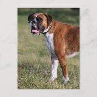 Boxer Dog Standing