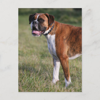Boxer Dog Standing Postcard