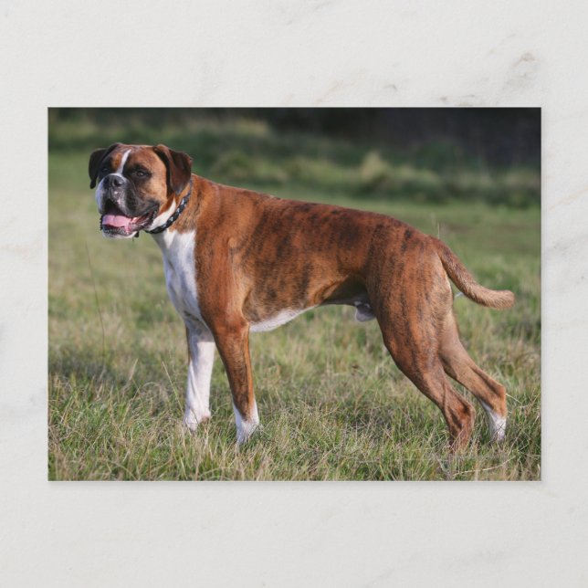 Boxer Dog Standing Postcard (Front)