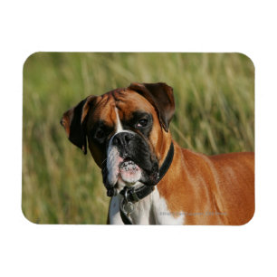 Boxer Dog Staring at Camera Magnet