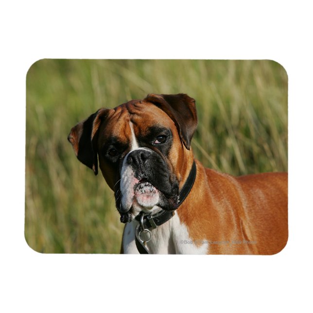 Boxer Dog Staring at Camera Magnet (Horizontal)