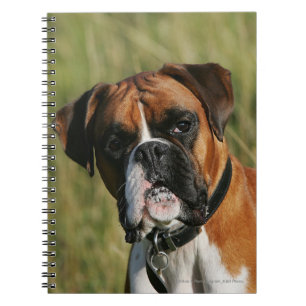Boxer Dog Staring at Camera Notebook