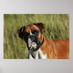 Boxer Dog Staring at Camera Poster