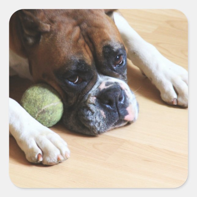 Boxer Dog Stickers (Front)