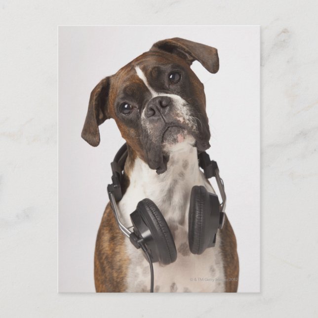 boxer dog with headphones postcard (Front)