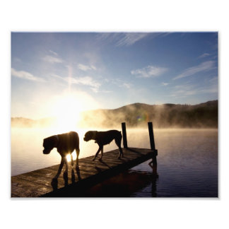 Boxer Dogs on Foggy Dock Photo Print