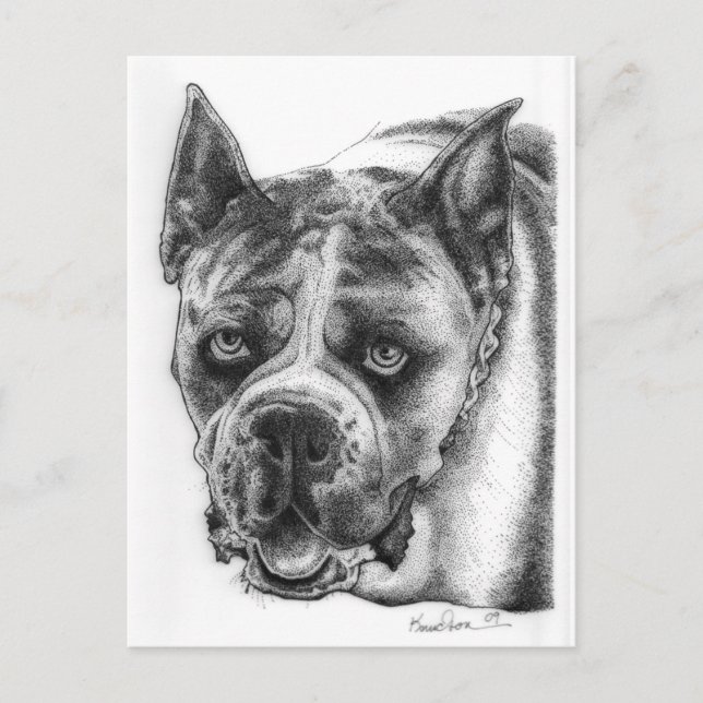 Boxer Drawing Postcard (Front)