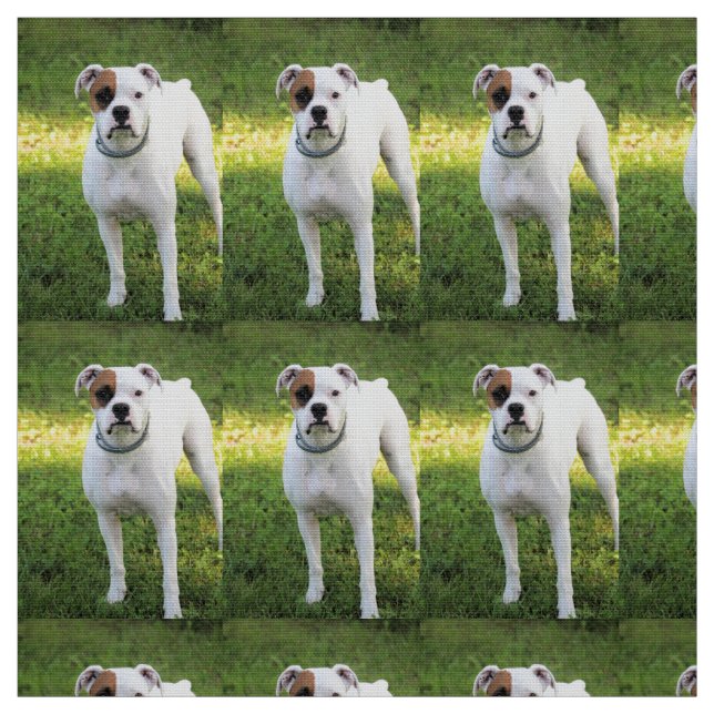 Boxer Fabric (Swatch)