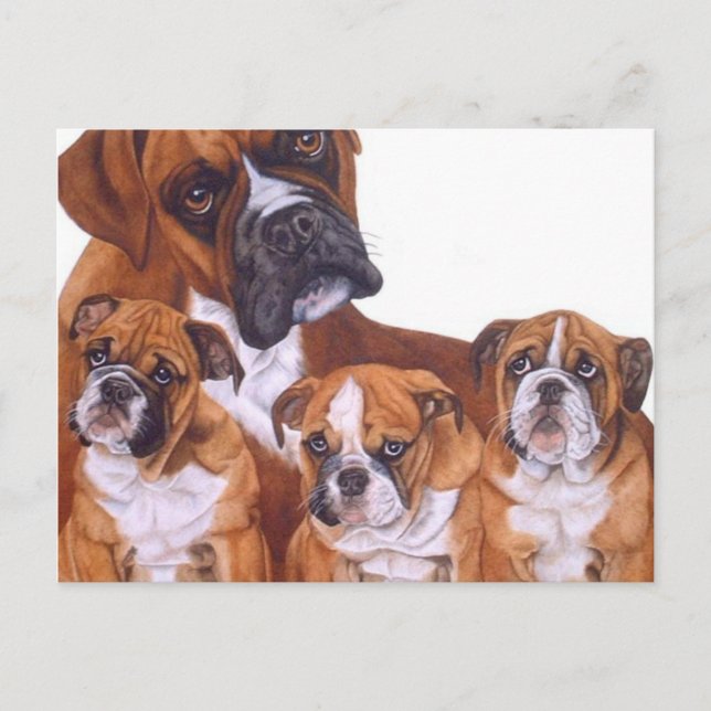 Boxer Family Postcards (Front)