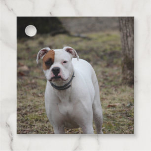 Boxer favour tags