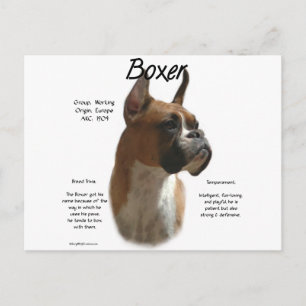 Boxer (fawn) History Design Postcard