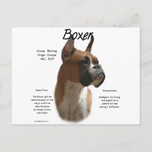 Boxer (fawn) History Design Postcard (Front)