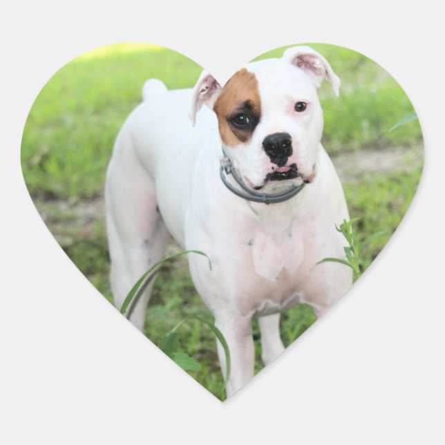 Boxer Heart Sticker (Front)