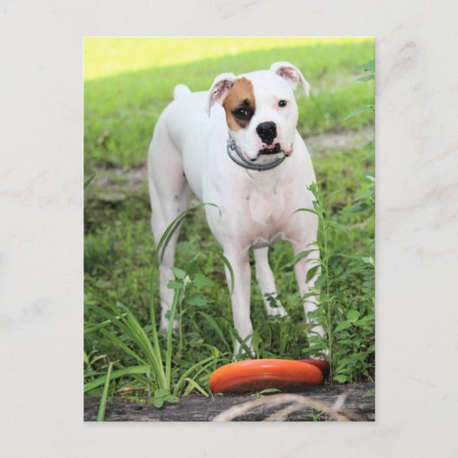Boxer  holiday postcard (Front)