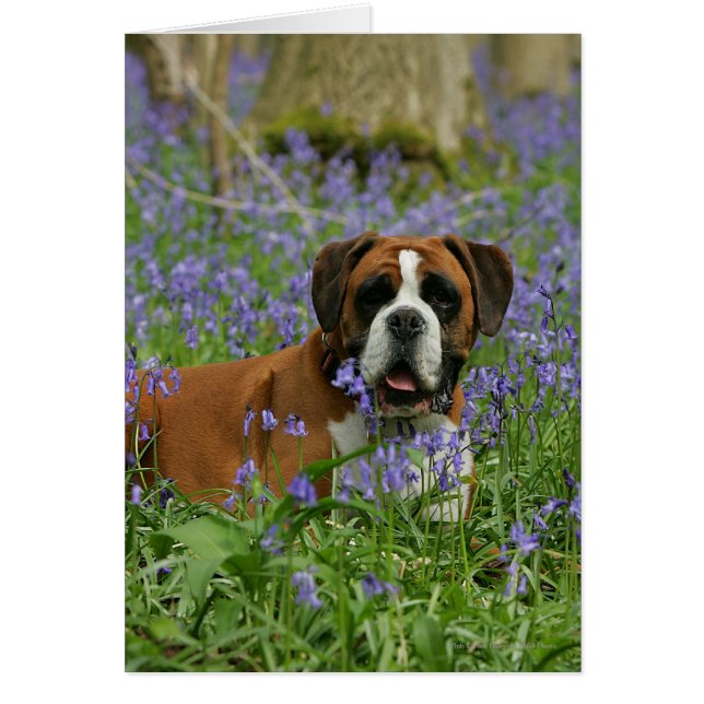 Boxer Laying in Bluebells (Front)