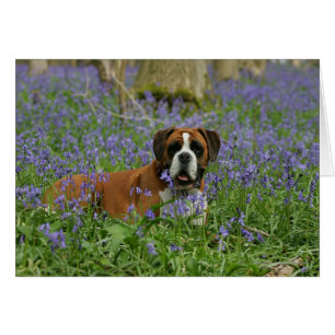 Boxer Laying in Bluebells