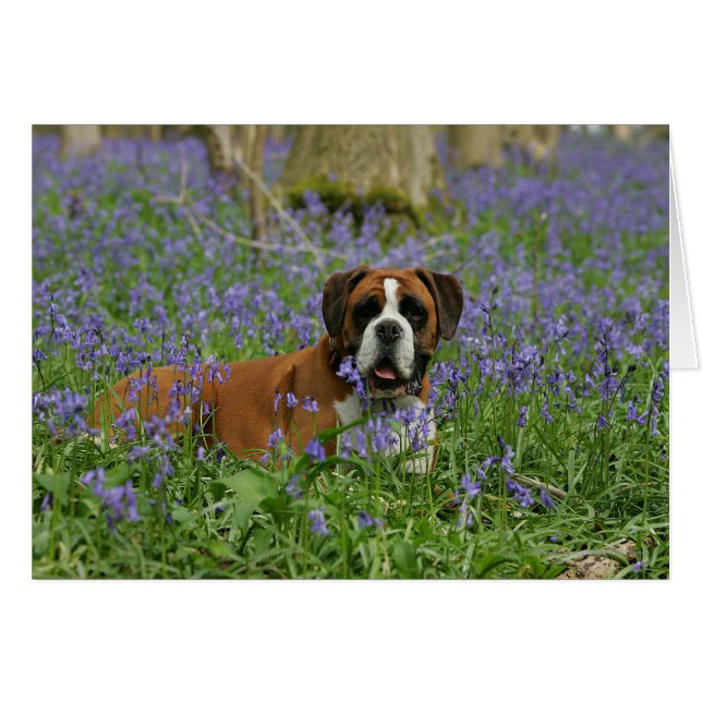 Boxer Laying in Bluebells (Front Horizontal)
