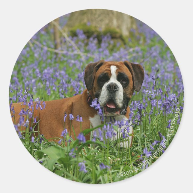 Boxer Laying in Bluebells Classic Round Sticker (Front)