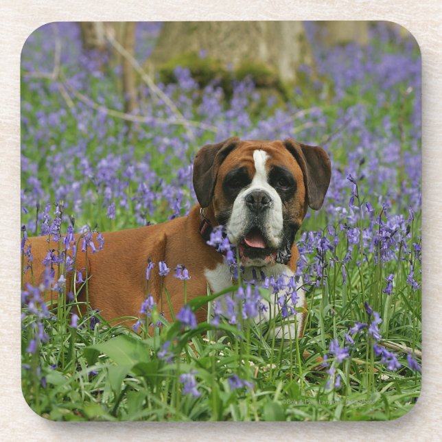 Boxer Laying in Bluebells Coaster (Front)