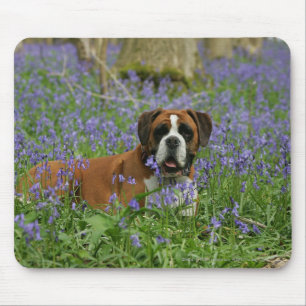 Boxer Laying in Bluebells Mouse Pad