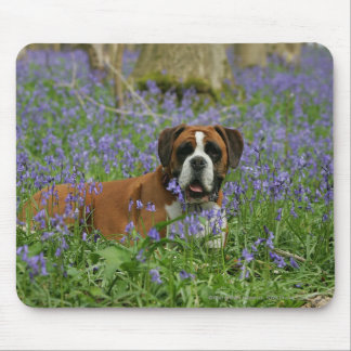 Boxer Laying in Bluebells Mouse Pad