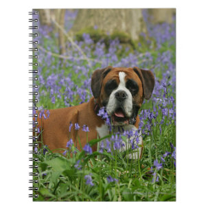 Boxer Laying in Bluebells Notebook