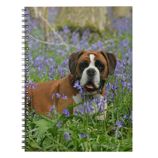 Boxer Laying in Bluebells Notebook (Front)