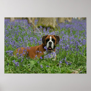 Boxer Laying in Bluebells Poster