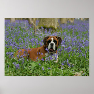 Boxer Laying in Bluebells Poster