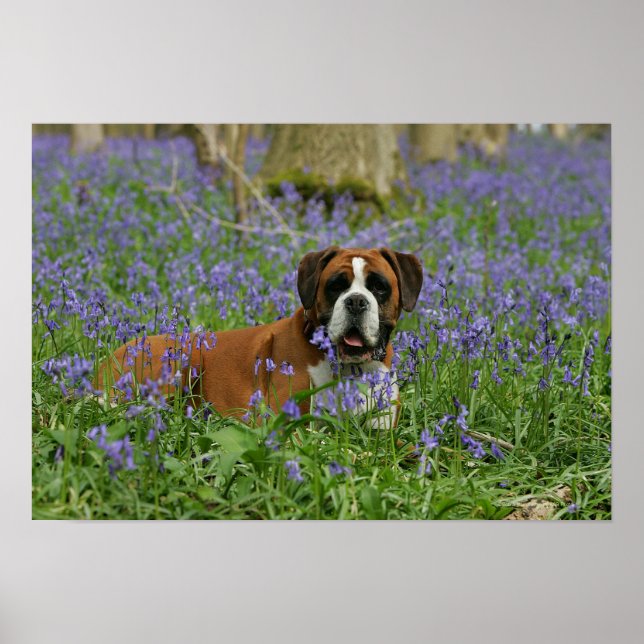 Boxer Laying in Bluebells Poster (Front)