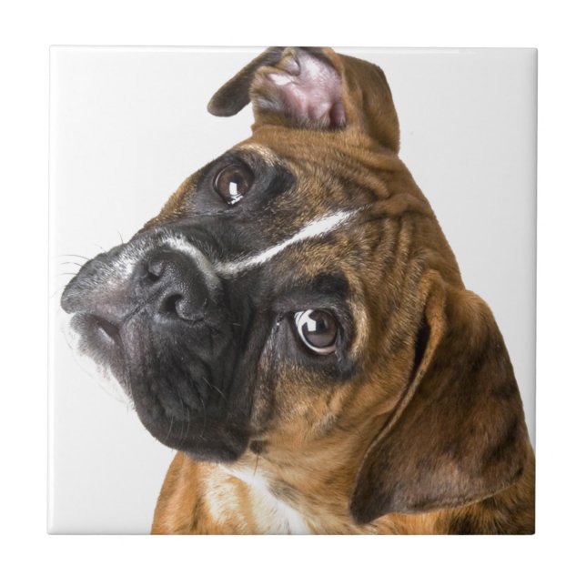 Boxer Love Tile (Front)