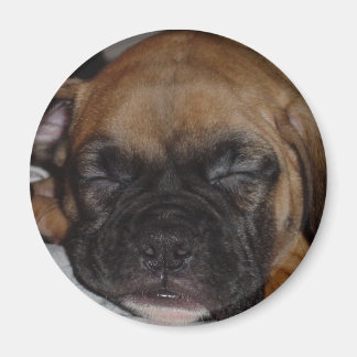 Boxer Magnet