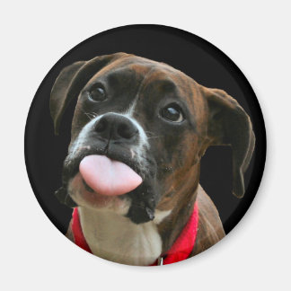 Boxer Magnet