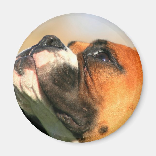Boxer magnet (Front)