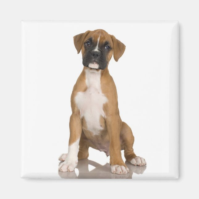 Boxer Magnet (Front)