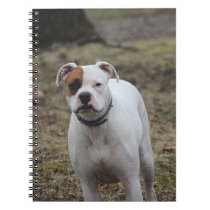 Boxer notebook
