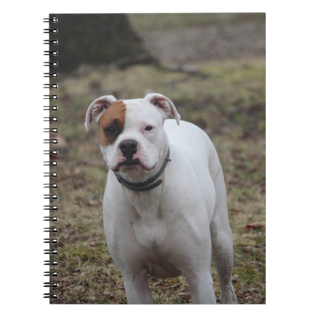 Boxer   notebook (Front)