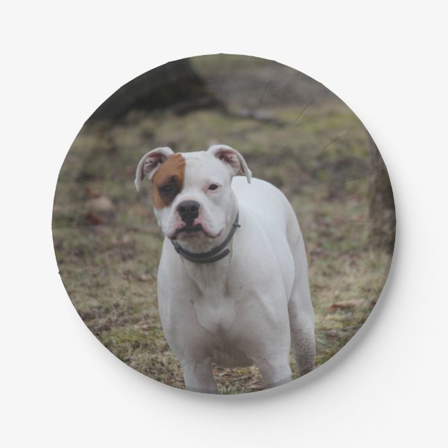 Boxer Paper Plate (Front)