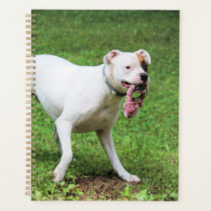 Boxer planner