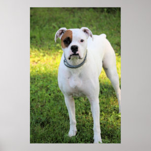 Boxer poster