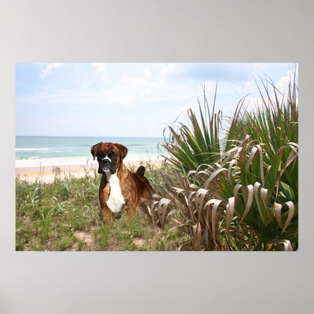 Boxer Poster Hiding In The Beachgrass (Front)