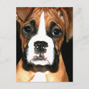 Boxer pup postcard