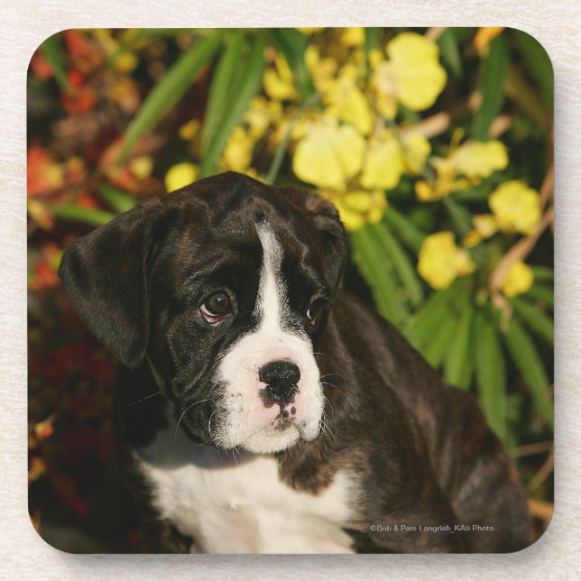Boxer Puppies Coaster (Front)